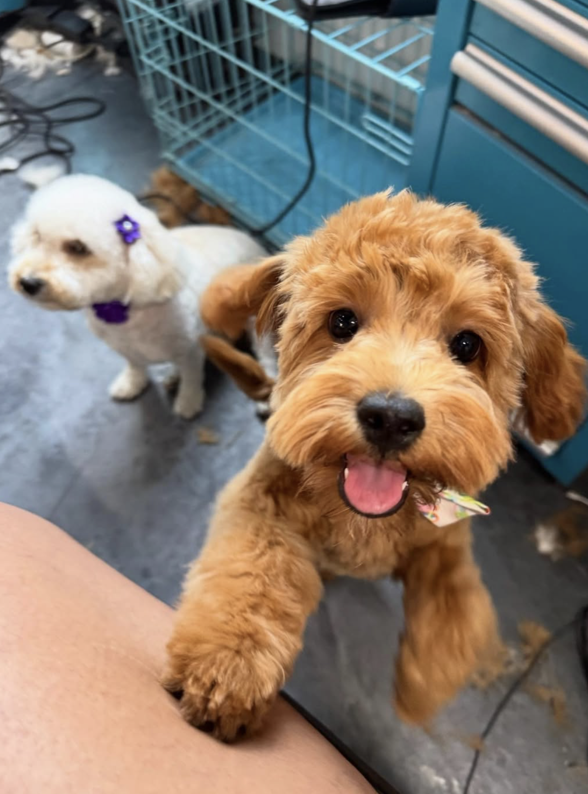 Apricot cavapoo puppy with tongue out greeting the camera at the spa