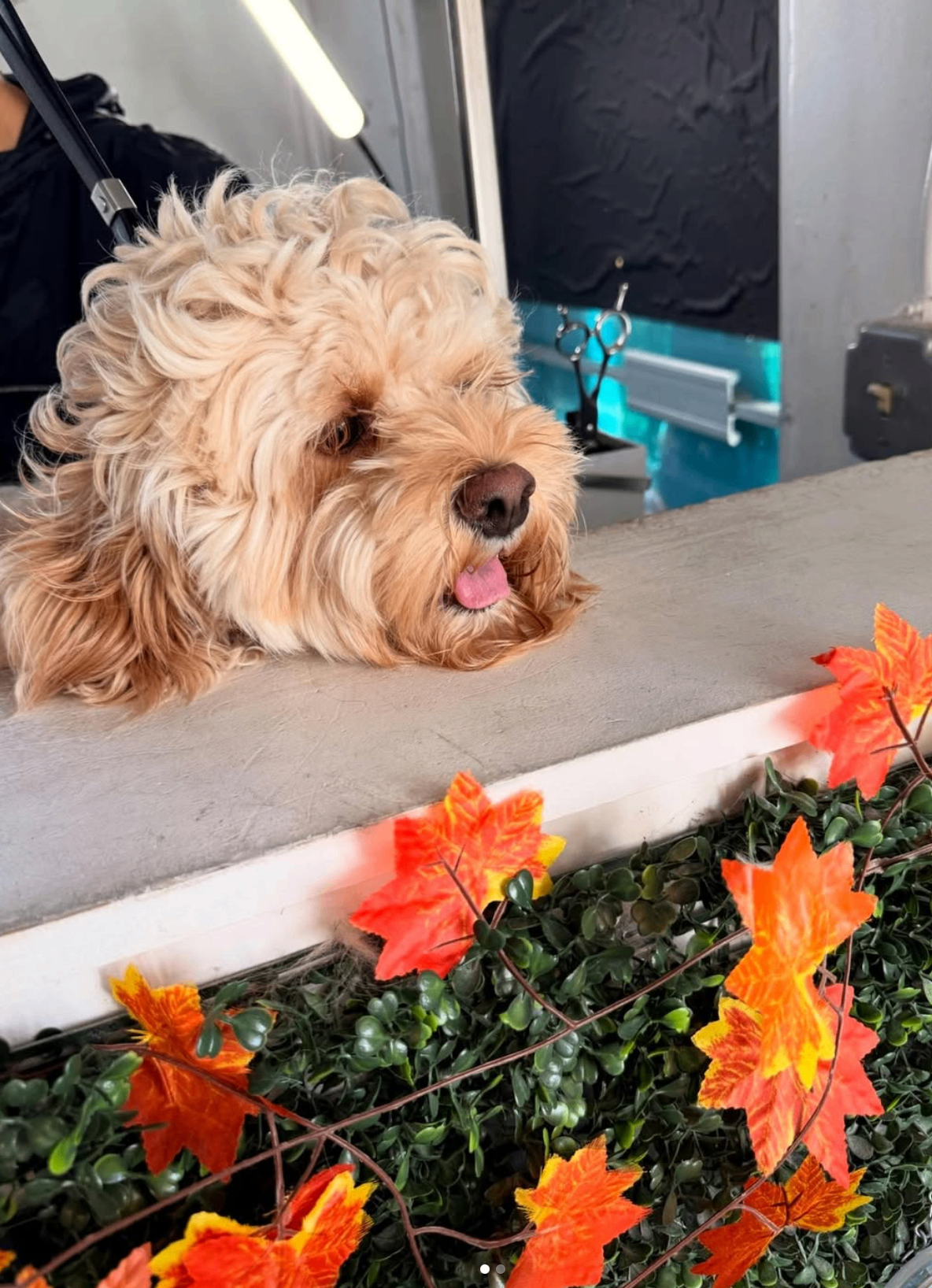Blonde cockapoo resting on the grooming table with autumn leaf decor