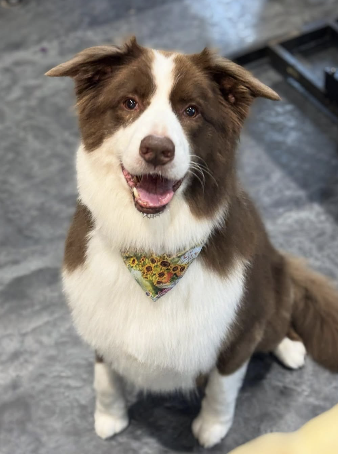 Brown and white border collie smiling in a sunflower bandana after grooming