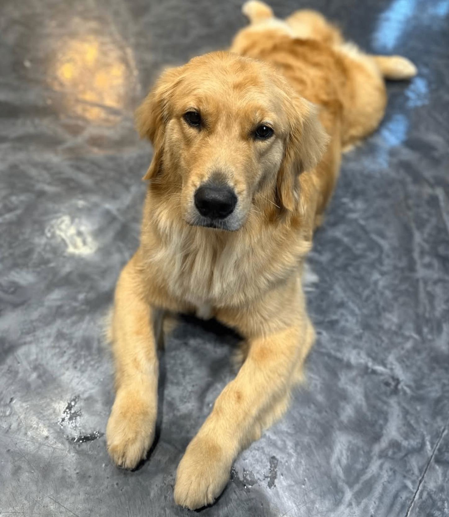 Golden retriever lying calmly on the spa floor after a bath