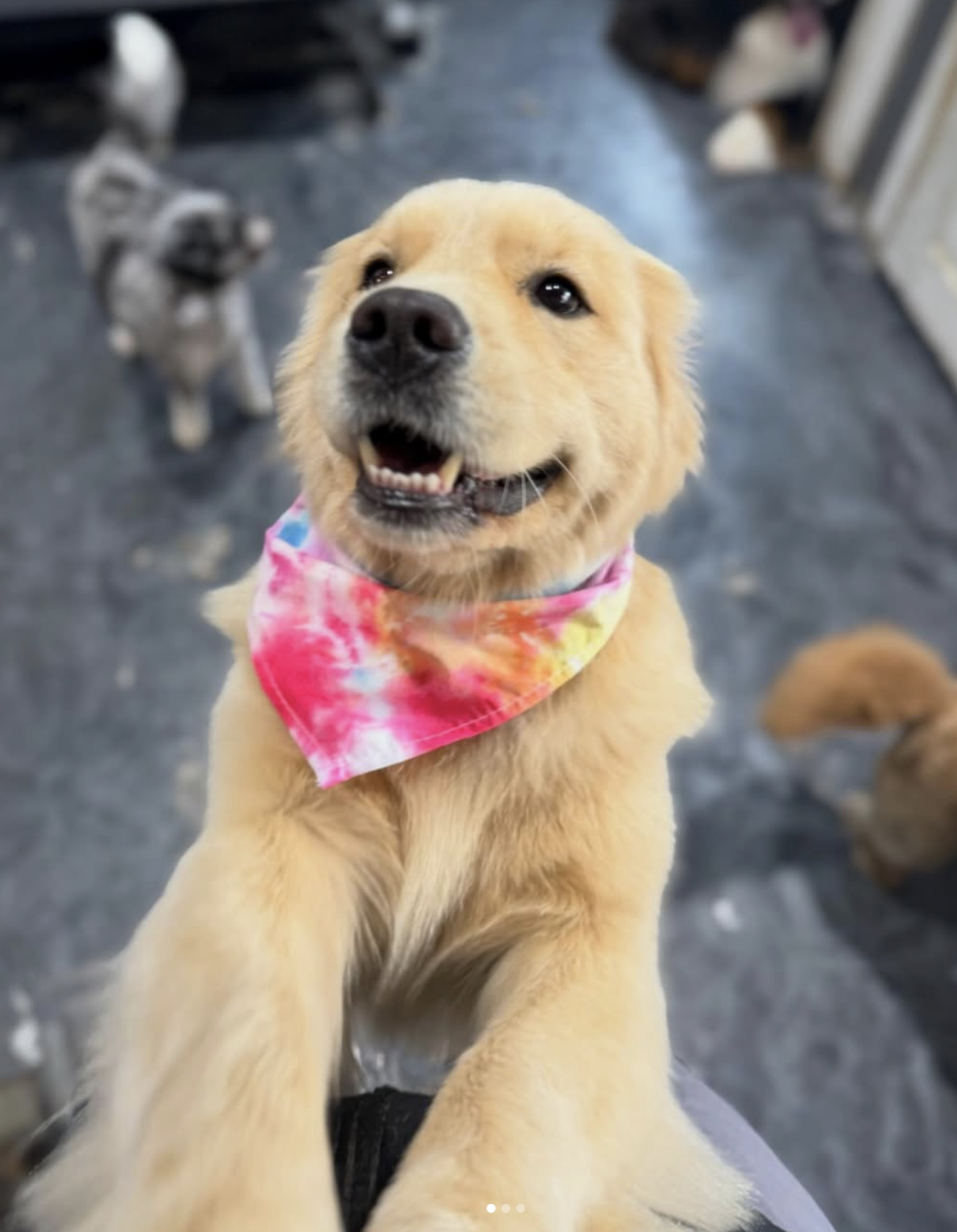 Golden retriever puppy in a pink tie-dye bandana giving paws up at daycare