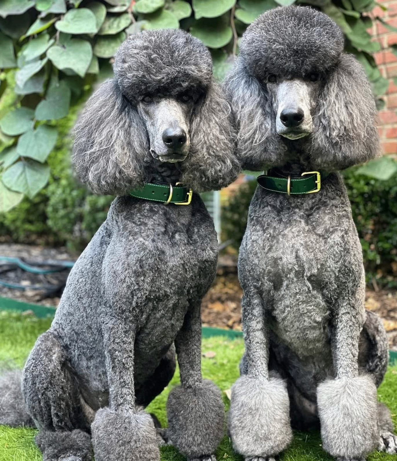 Two silver standard poodles with matching head puffs and green collars after grooming